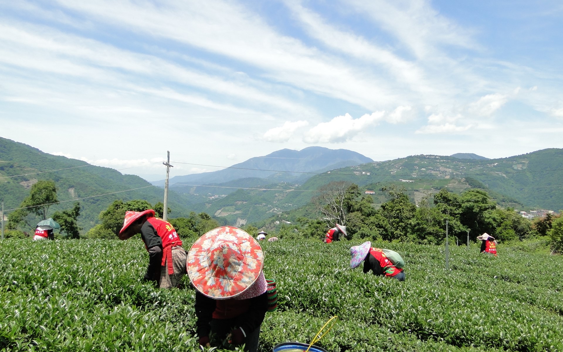 台灣高山茶
